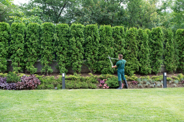 Professional Tree Removal and Landscaping Services in Creola, AL